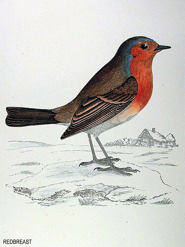 robin redbreast fashion