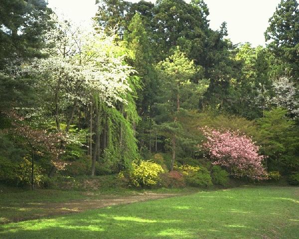 Spring comes to Motsuji temple, Hiraizumi. 78KB
