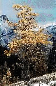 larch photo